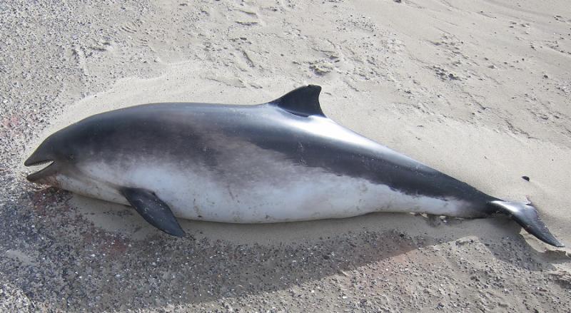 <p>Rounded head, low triangular dorsal fin. </p>