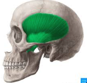 <p>BQ:WHAT MUSCLE IS THIS ON THE FACE?</p>
