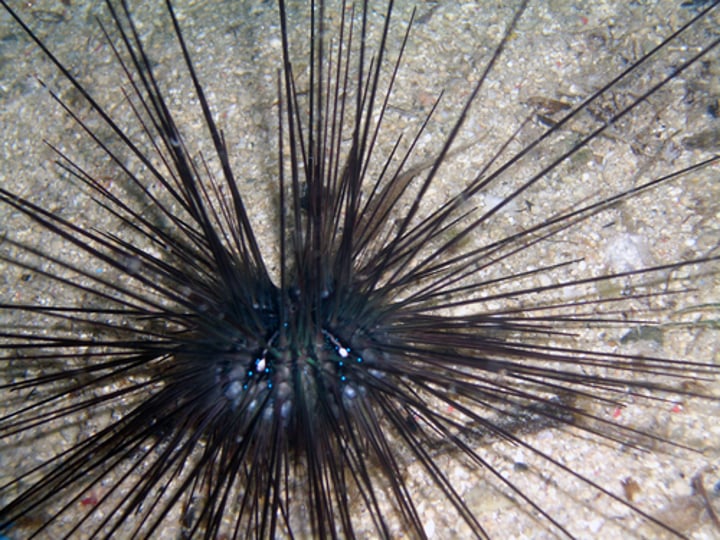 <p>Class of sea urchins and sand dollars</p>