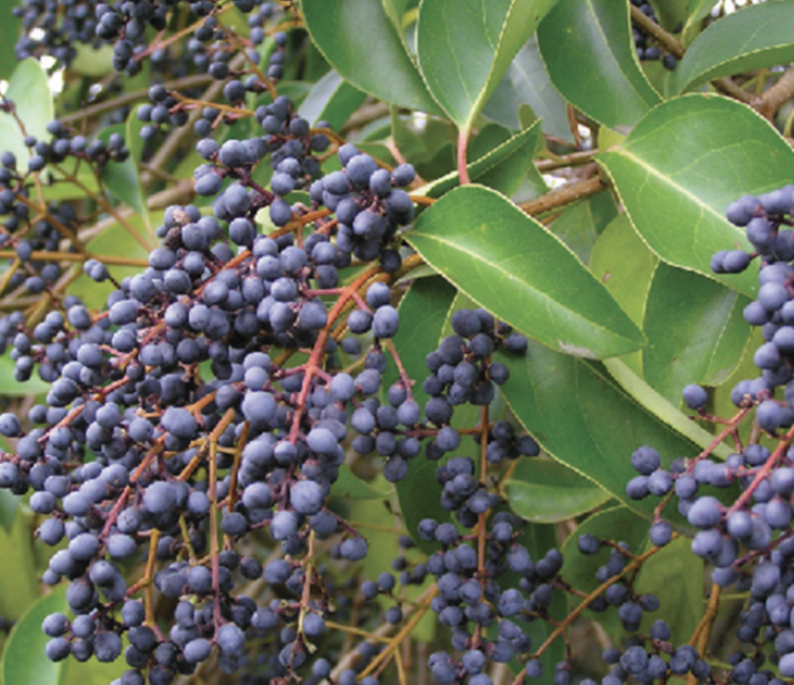 <p><em>Ligustrum spp.</em></p><p>Olecaceae</p>