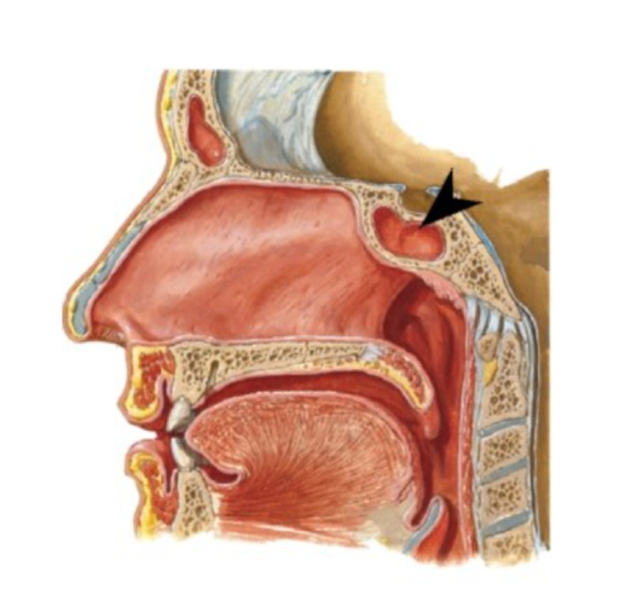 <p>What is this structure?</p>