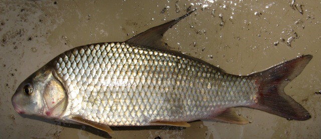 <p>Quillback Carpsucker; very long dorsal spine</p>