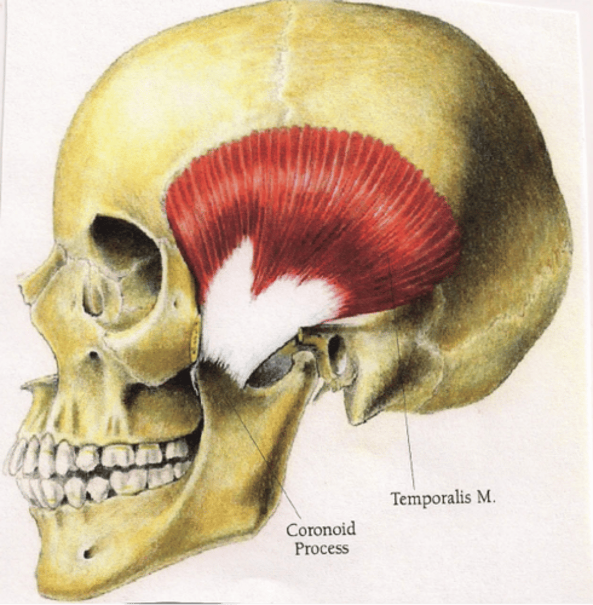 <p>o: temporal fossa</p><p>i: coronoid process of mandible</p><p>mandibular nerve (CN V3)</p><p>closes jaw</p>