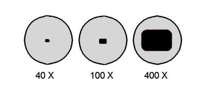 <p>Maximum area visible through the lenses of a microscope.</p>