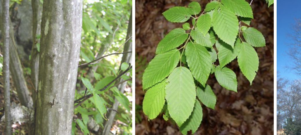 <p>american hornbean/ muscle tree</p>