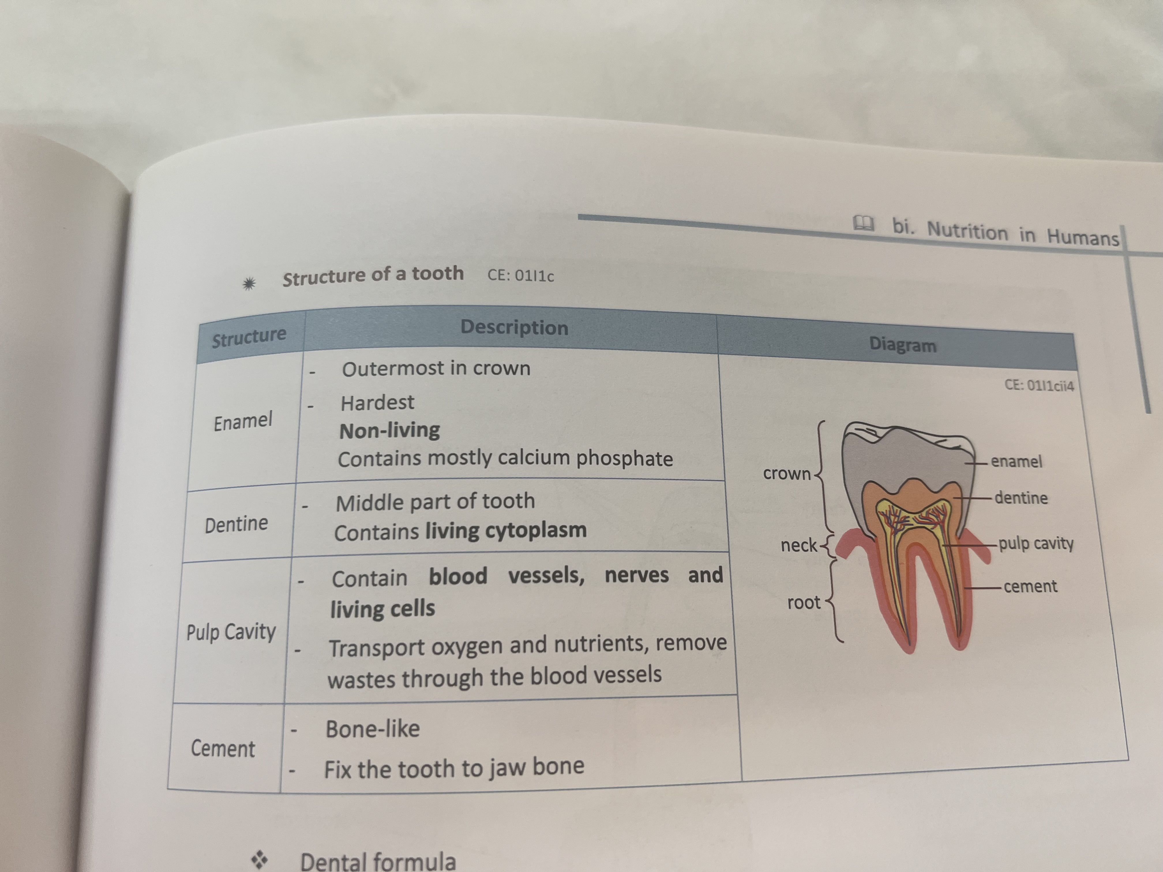 <p>Enamel dentine  pulp cavity and cement function </p>