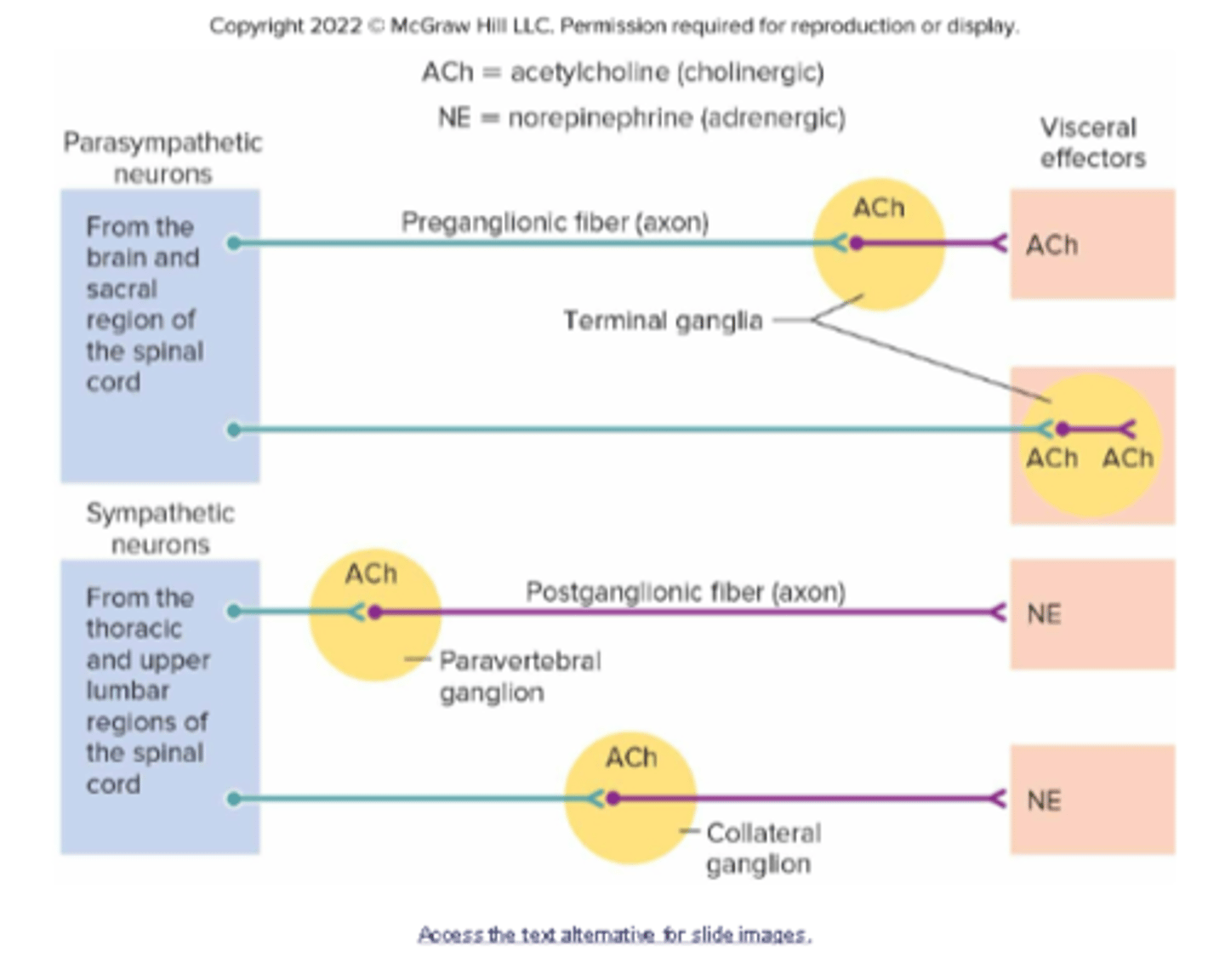 <p>Parasympathetic:</p><p>-long preganglionic fiber (axon)</p><p>-no chain ganglion</p><p>-short post ganglionic fiber (axon)</p><p>-ACh</p><p>Sympathetic:</p><p>-short preganglionic fiber (axon)</p><p>-has chain ganglion</p><p>-long post ganglionic fiber (axon)</p><p>-NE</p>