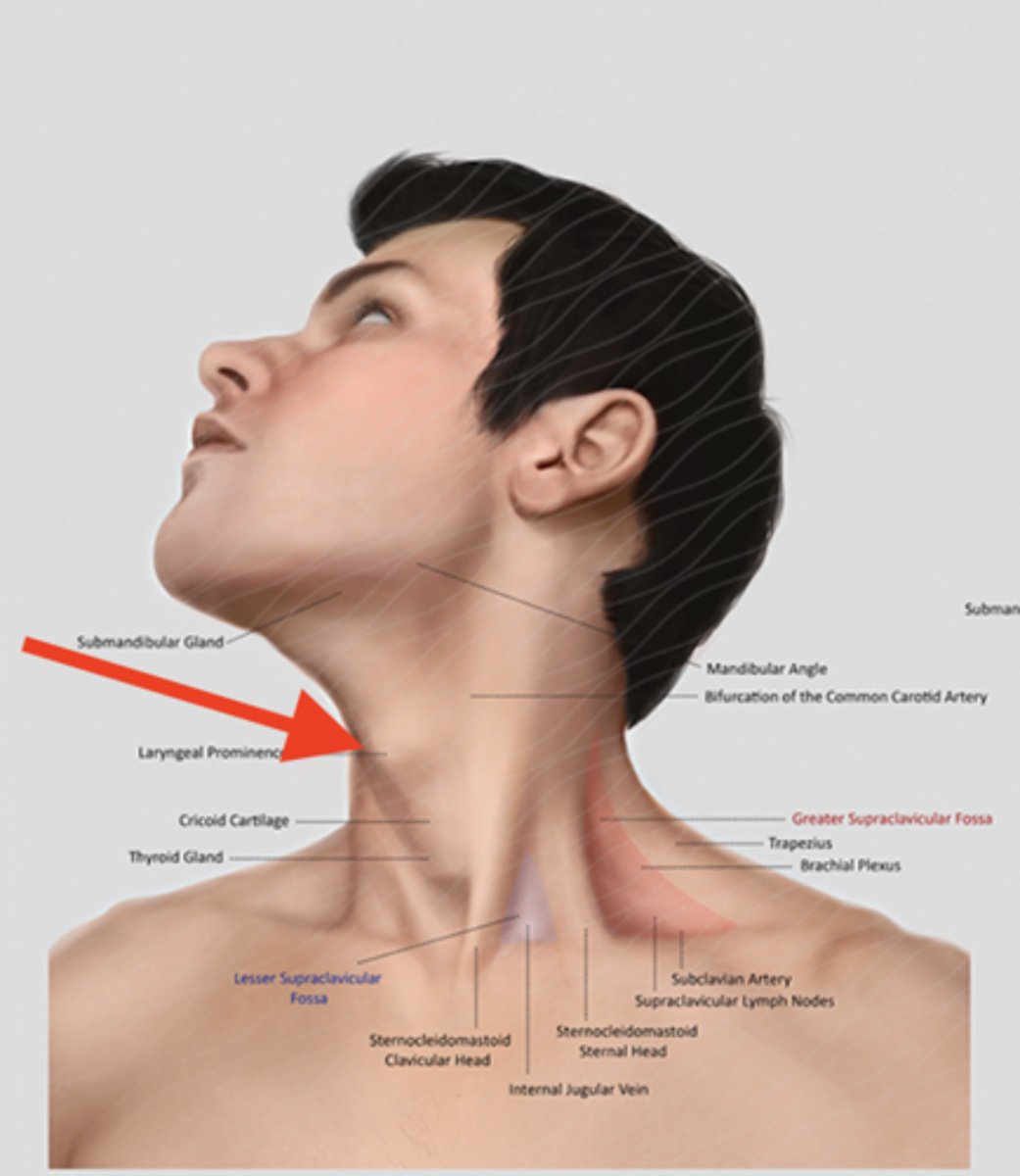 <p>Adam's apple</p>