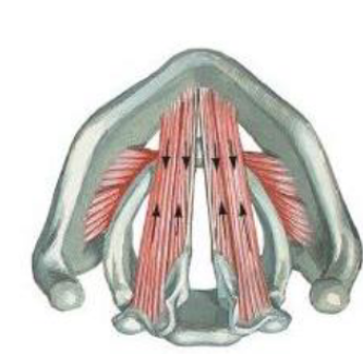 <p>Lengthen and adducts </p>