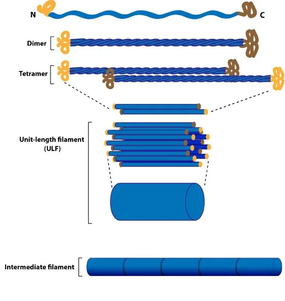 <ul><li><p><strong>composed of</strong> a variety of <strong>fibrous proteins</strong></p></li><li><p><strong>strong, stable</strong> and <strong>resistant to stretching</strong></p></li><li><p><strong>provides mechanical support</strong></p></li></ul>