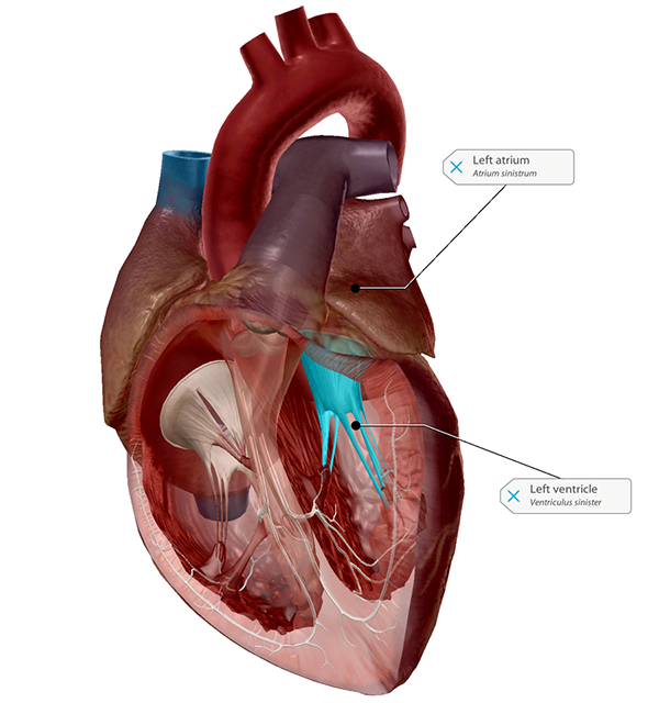 <p>bicuspid/mitral valve </p><p>located between the left atrium and left ventricle</p>