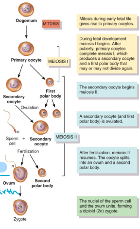 <ul><li><p>refers to the production of gametes within the follicles ovary</p></li><li><p>oogonia (2n cells)</p><ul><li><p>mitosis</p></li></ul></li><li><p>primary oocytes (2n cells), present in the ovary at birth</p><ul><li><p>meiosis I: is completed once per month at puberty</p><ul><li><p>the others stay quiet</p></li><li><p>they are there since birth</p></li></ul></li></ul></li><li><p>1x secondary oocyte (n cell) + 1x polar body (n cell) which is discarded</p><ul><li><p>structures is ovulated and meiosis II completes following fertilization</p></li><li><p>1 haploid gets to proceed</p></li><li><p>putting recycled material elsewhere</p></li><li><p>wont complete meiosis II if there is no fertilization</p></li></ul></li><li><p>1x ovum (n cell) +1x polar body (n cell) which is discarded (still haploid)</p></li><li><p>one primary oocyte will give rise to one ovum and two polar bodies</p><ul><li><p>polar bodies are the ‘waste’ of the process and are broken down</p></li></ul></li></ul><p></p>