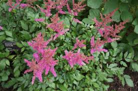 <p>Hybrid Astilbe is a popular and colorful perennial with bright floral plumes and green to bronze fern-like foliage. Depending on the variety, they will provide blooms from late spring to fall.</p>