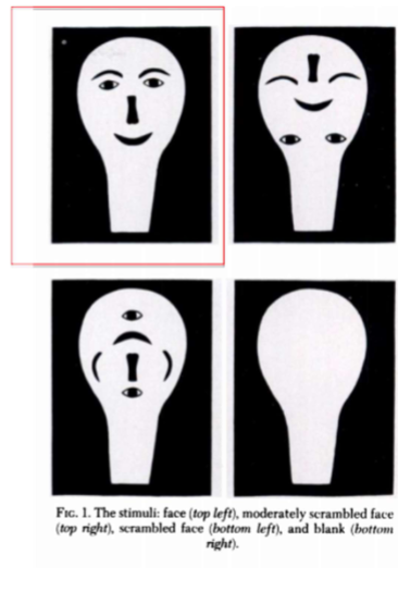 <p>Goren et al 1975</p><ul><li><p>infants show a preference for face-like objects</p></li><li><p>spoon-like figures presented</p></li></ul><p></p>