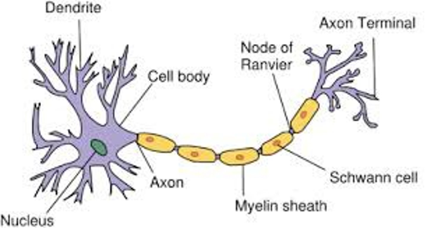 <p>-Cell Body: coordinations information-processing tasks and includes nucleus</p><p>-Dendrites: receive information from other neurons and relays it to the cell body</p><p>-Axon: carries information to other neurons, muscles, or glands</p><p>-Synapse: region between the axon of one neuron and the dendrites of another</p><p>-Myelin Sheath: fatty sheath that insulates axons resulting in increased speed/efficiency of neural communication</p>