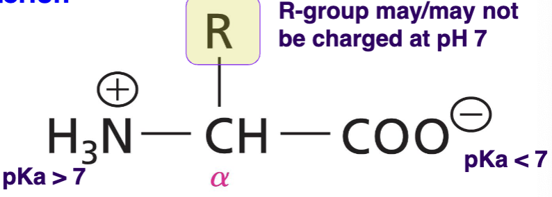 <p>alpha carbon with an amino group, a carboxyl group, and a side chain (R)</p>