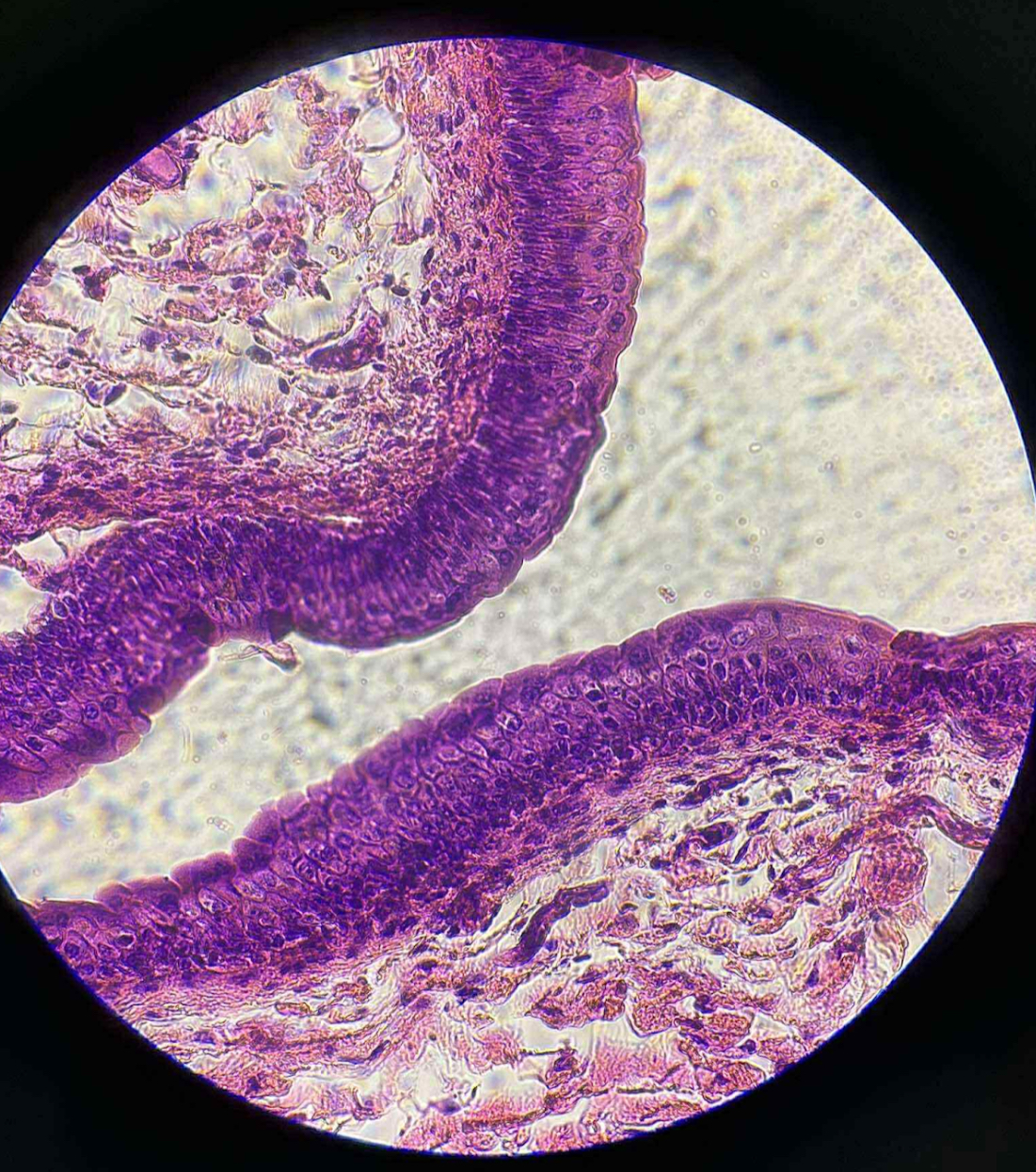 <p>what organ is this?</p>