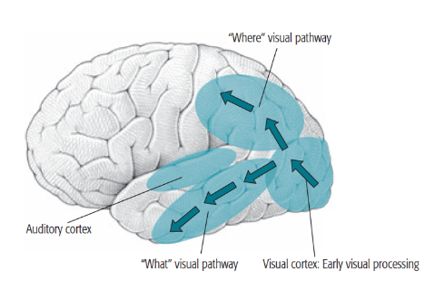 <p>a patient with bilateral (molemminpuolinen) parietal damage (where-path) could not describe locations of familiar objects but could describe appearance</p><p>a patient with a temporal lesion couldn’t describe appearance but could describe location</p>