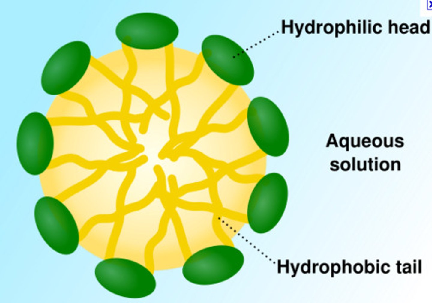 <p>Lipid molecules orient with polar (hydrophilic) head toward water and nonpolar (hydrophobic) tails away from water</p>
