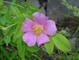 <p><em>Rosa blanda</em></p>