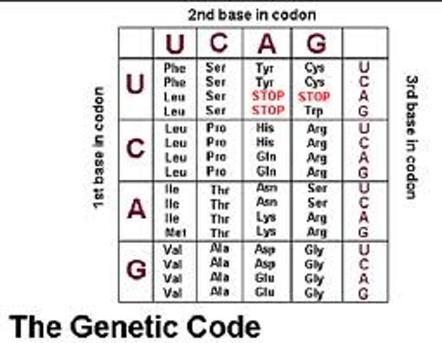 <p>shows which codon codes for a specific amino acid</p><p>-start with the left</p><p>-go to the top</p><p>-end with the right</p><p>(example: codon UGG = amino acid Trp)</p>