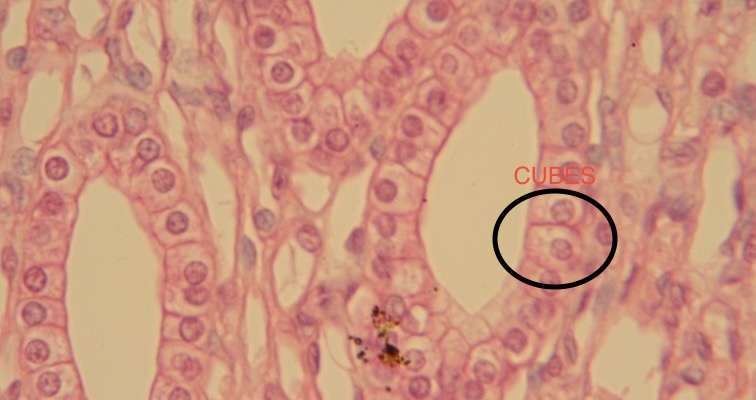 <p>-single layer of <strong>cube shaped cells</strong> </p><p><strong>functions</strong> → <strong>absorption & secretion</strong></p>