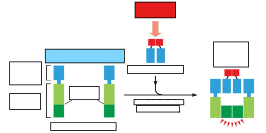 <p>Regulation of Caspases</p>