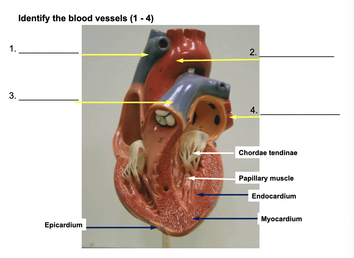 <p>Identify the blood vessels </p>