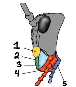 <p>Label the mouth parts</p>