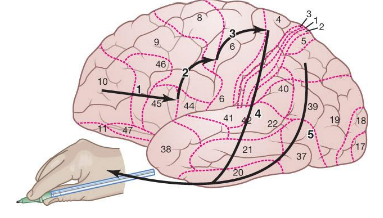 <ol><li><p>Desire and thoughts originate in the prefrontal cortex, which is sent to Broca’s area for language encoding </p></li><li><p>Language-encoded thoughts sent to premotor cortex (BA 6) for handwriting motor planning </p></li><li><p>Motor plans sent to the primary motor cortex </p></li><li><p> Primary motor cortex sends writing motor plans to the dominant hand </p></li><li><p>The superior parietal lobe coordinates the visuospatial elements of writing</p></li></ol><p></p>