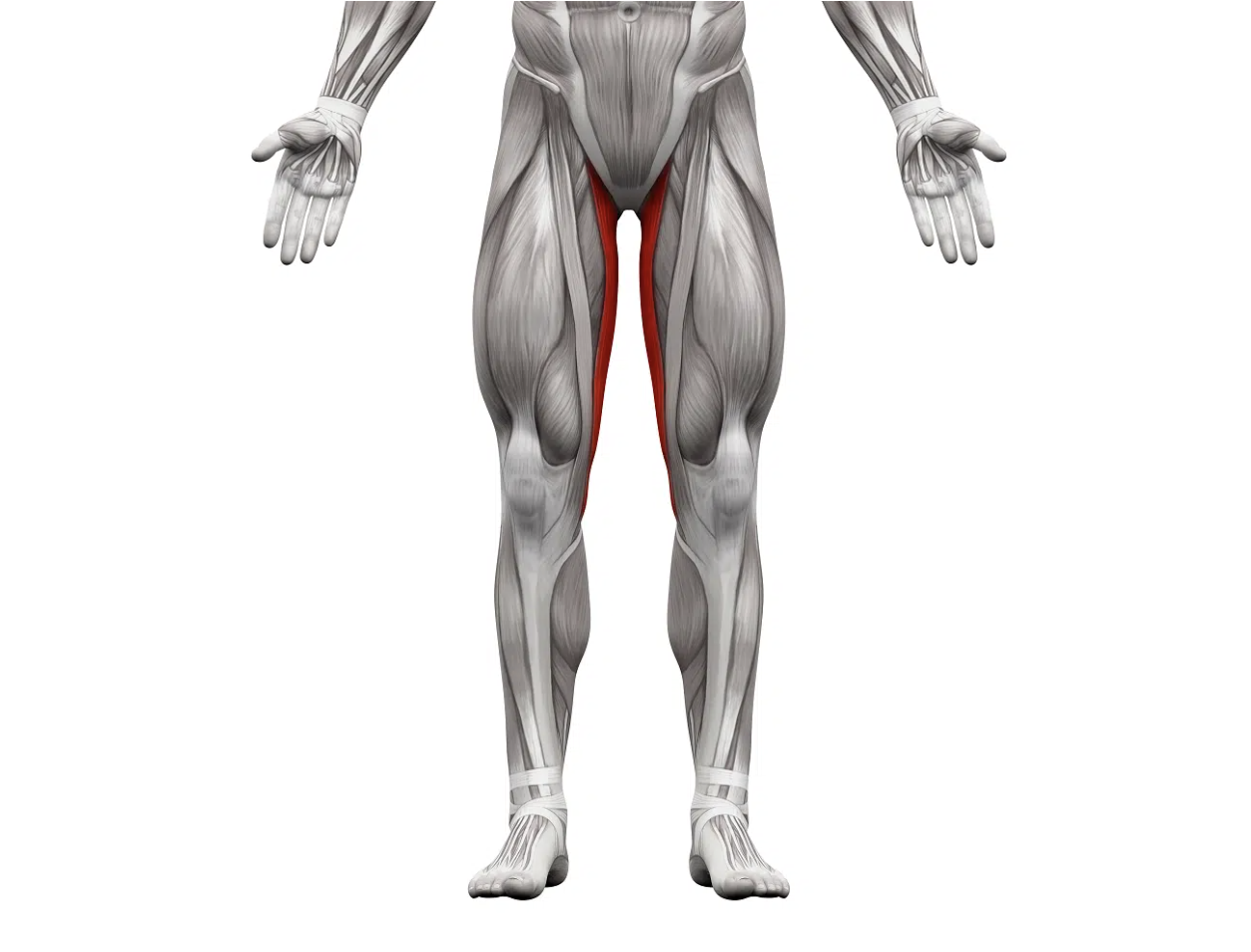 <ul><li><p><span><strong><em>Action</em>:&nbsp; </strong>Adducts, medially (internally) rotates thigh, and flexes the knee</span></p></li><li><p><span><strong><em>Origin: </em></strong>Body of pubis, ischiopubic (inferior) ramus</span></p></li><li><p><span><strong><em>Insertion:&nbsp; </em></strong>Medial proximal shaft of tibia</span></p></li><li><p><span><strong><em>Innervation: &nbsp; </em></strong>Obturator nerve (L2,3,4</span></p></li></ul><p></p>