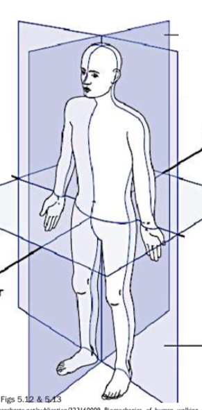 <p>Terminology used to describe the coronal (i.e., frontal) plane (4)</p>