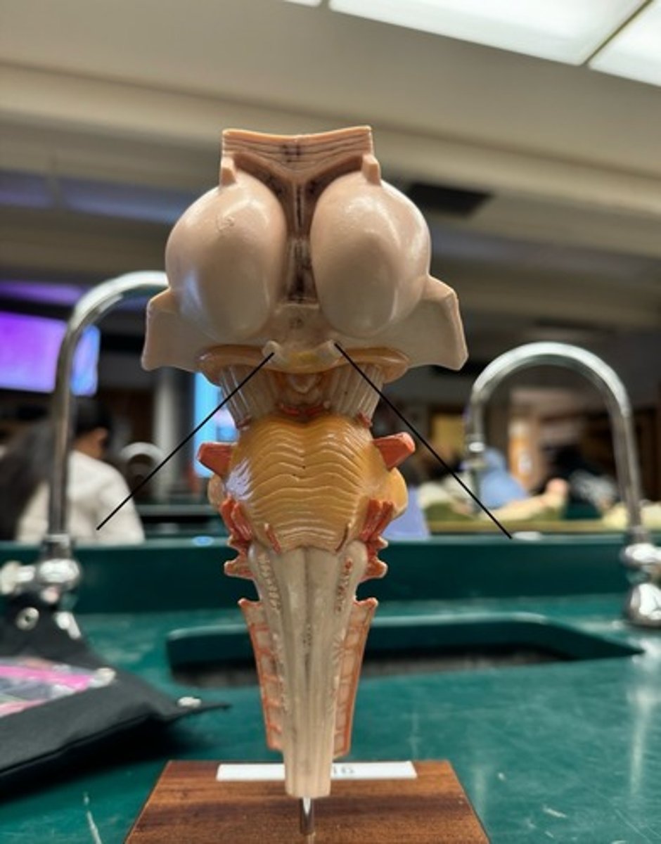 <p>Identify arrow</p>