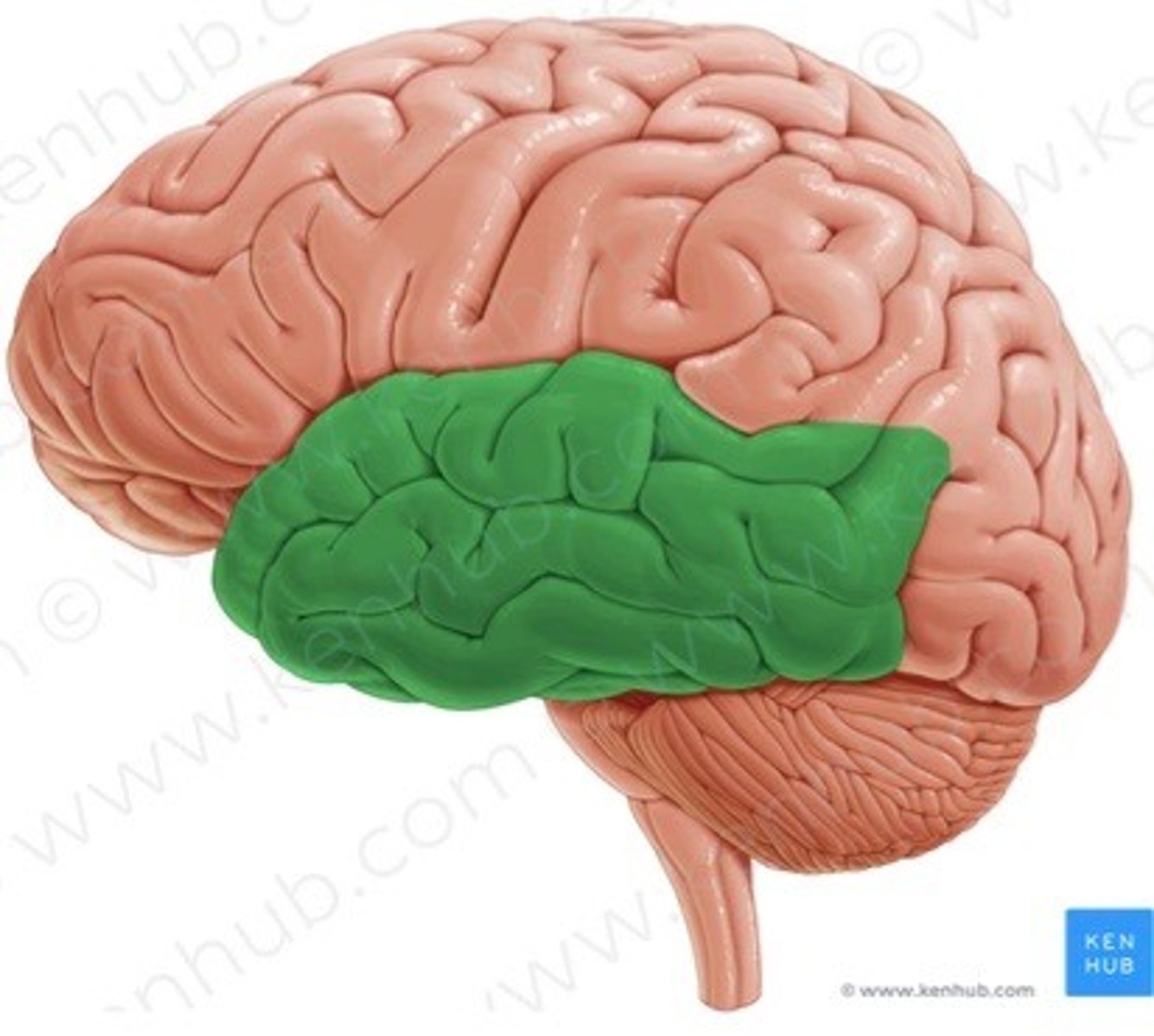 <p>*herkenning</p><p>*perceptie</p><p>*taal begrijpen</p><p>*leren en geheugen</p>