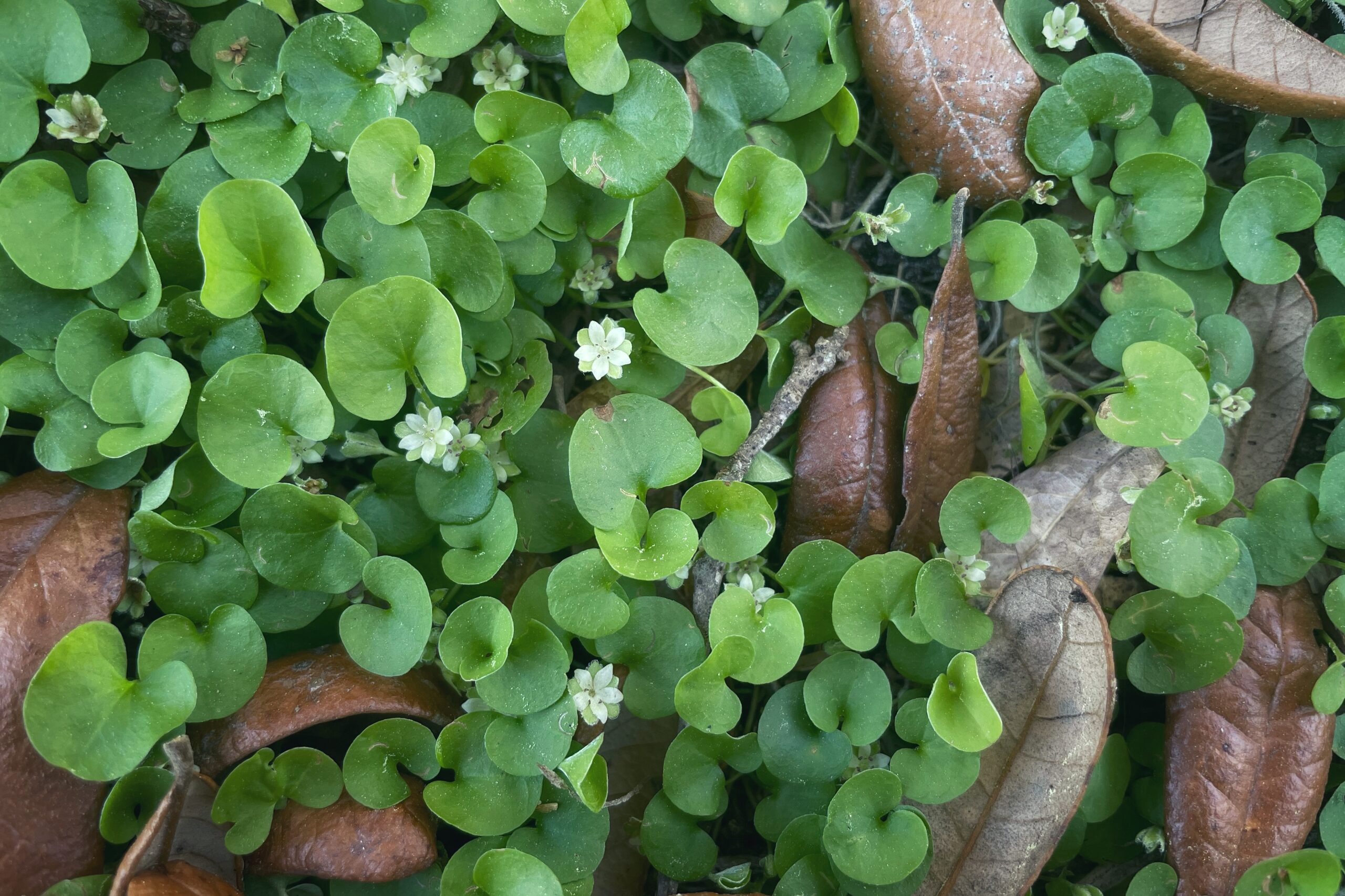 <p>Carolina Dichondra</p>