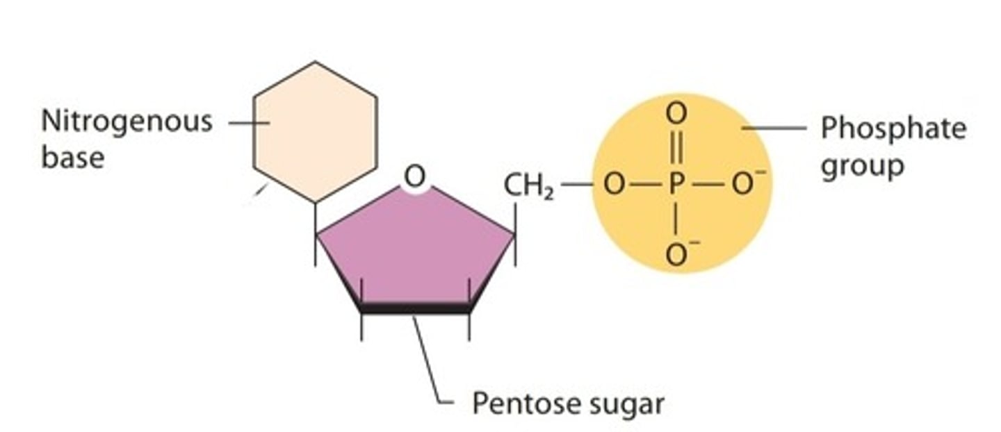 <p>monomers of nucleic acid composed of one or more phosphate groups, a pentose sugar, and a base</p>