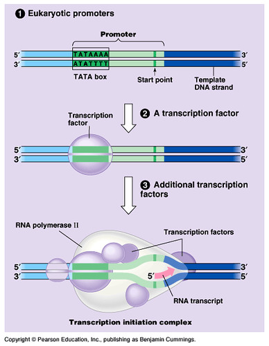The synthesis of RNA using a DNA template.