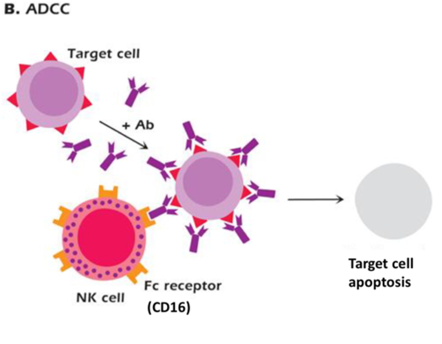 <p>play an early role in terminating viral-infected cells or tumor cells</p><p>-in between innate and adaptive</p><p><span class="bgY">Two receptors</span> control whether NK cells will eliminate host cells:</p><p>-<strong><span style="text-decoration:underline">Inhibitory Receptor</span></strong> = Major Histocompatibility complex (MHC) Class I</p><p>-<strong><span style="text-decoration:underline">Activating Receptor</span></strong> = Killer-Cell Inhibitory Receptors (KIRs)</p><p>Viral-infected cells and tumor cells DO NOT express sufficient MHC class I molecules to prevent termination</p><p>-NK cell releases <strong>perforin</strong> and <strong>granzymes</strong> to cause cell lysis</p>