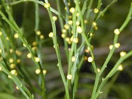 <p>Whisk Ferns</p><ul><li><p>Homosporous</p></li><li><p>No phylls</p></li><li><p>Has Rhizome</p></li><li><p>Yellow round synangia composed of 3 sporangia fused</p></li></ul><p></p>