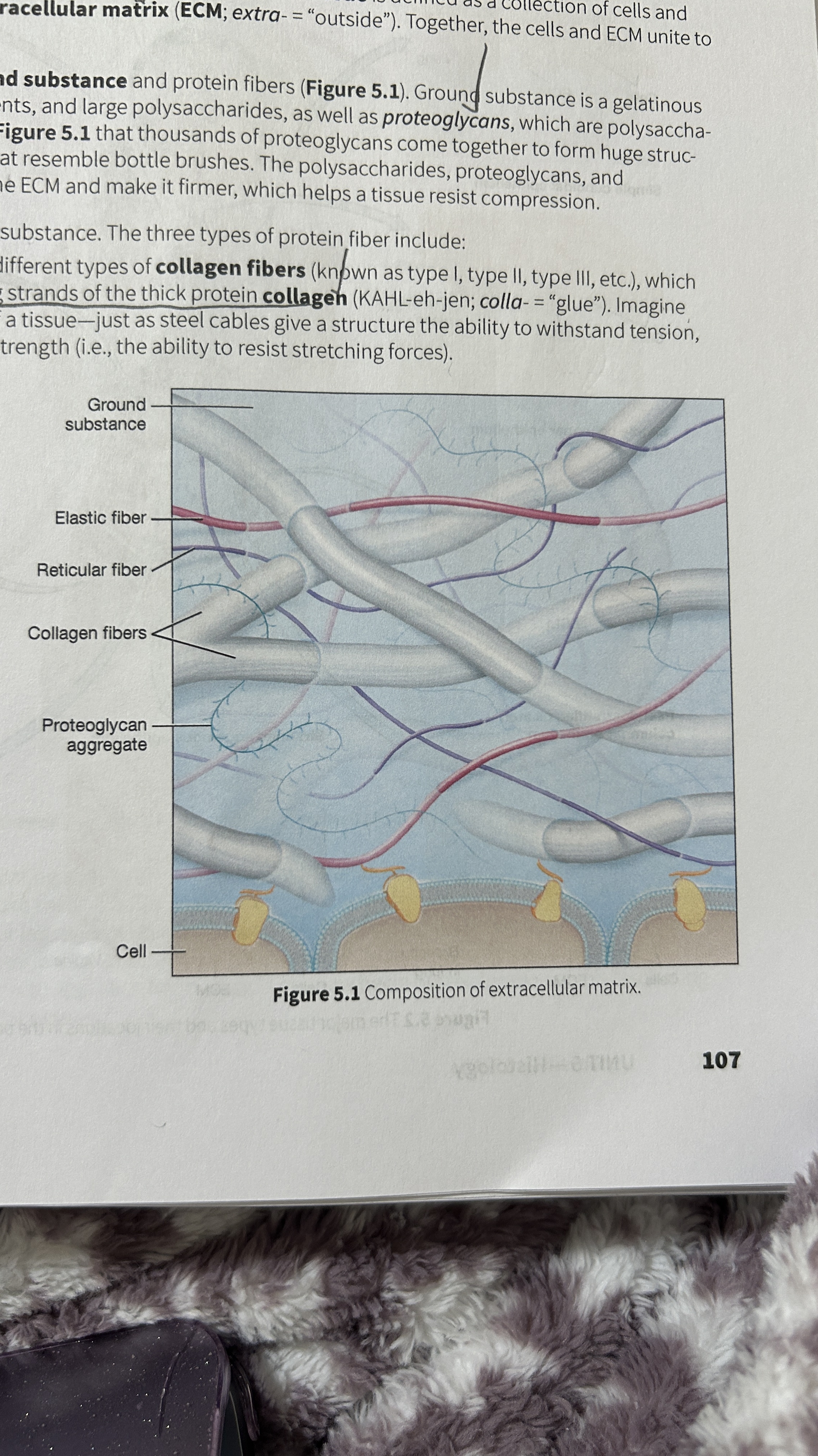 <p>Gelatinous material that contains water, ions, nutrients, large polysaccharides, and proteoglycans. </p>