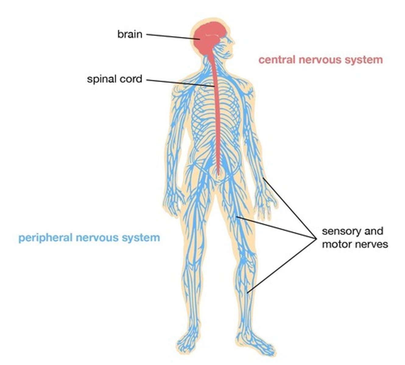 <p>1. Receive information via the CNS (Central Nervous System). 2. Process information via the CNS. 3. Coordinate a response with the PNS (Peripheral Nervous System).</p>