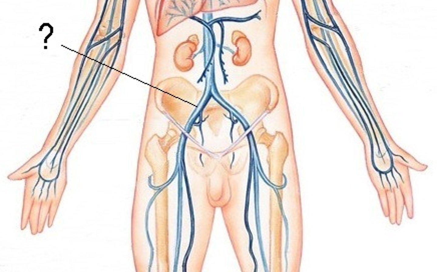 <p>receives blood from the internal and external iliac veins and returns blood to the inferior vena cava</p>