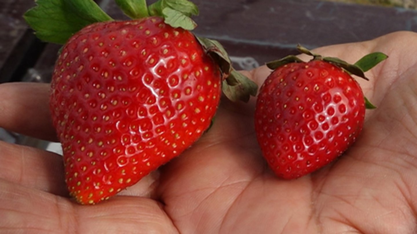 <p>Selective breeding by humans</p><p>Ex: Strawberries have been selectively bred to be really big</p>