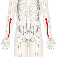 bone on the little finger side