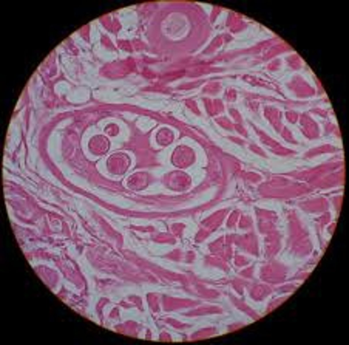 <p>name/phylum</p>