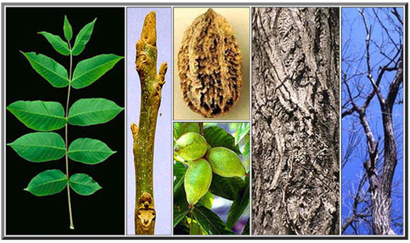<p>alternate, odd pinnately compound (11-17 leaflets), long wrinkled, rough nut</p>