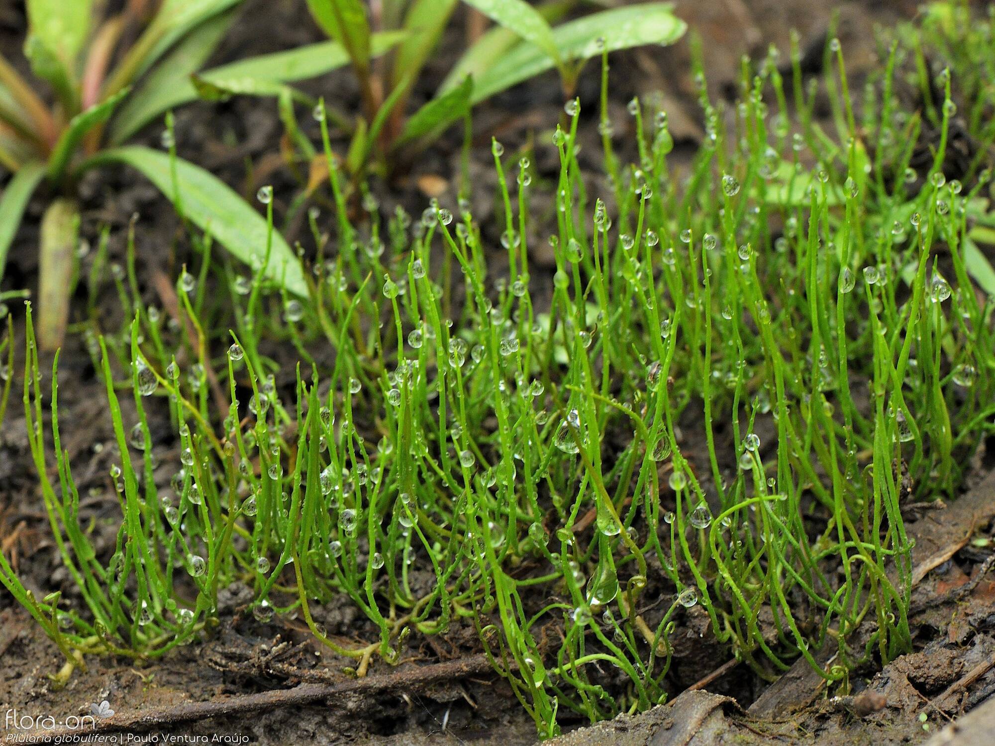 <p>Tem rizoma delgado, com entre-nós até 4 cm, folhas filiformes 3-10(15) cm de comp., esporocarpos solitários, com 2-4 câmaras, inseridos na base das folhas.</p><p>Encontra-se em charcos pouco profundos, pauis e arrozais.</p><p>Pertence à categoria em perigo.</p>