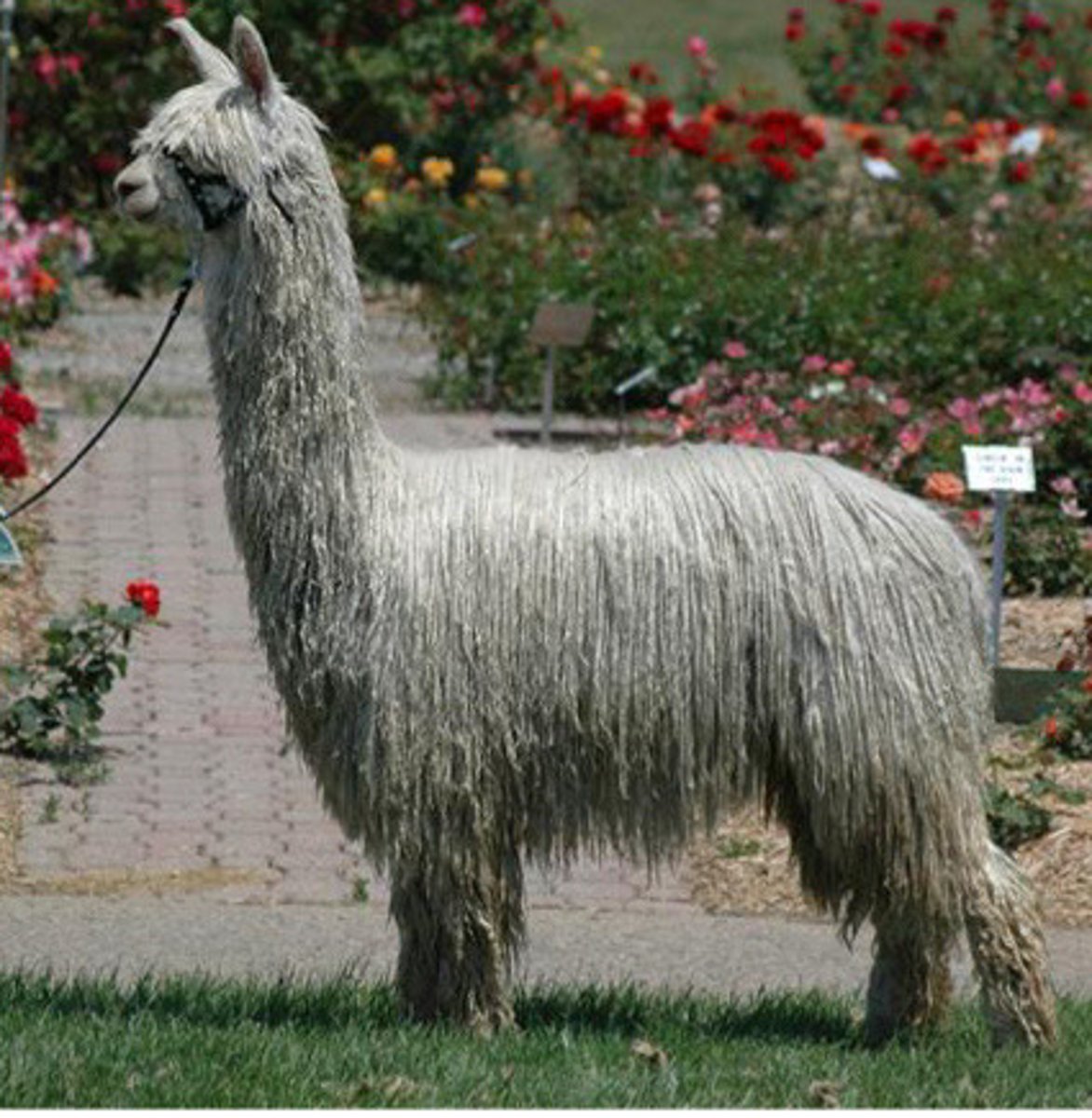 <p>What domestic species camelid is this, less common, more like a giant yorkie?</p>