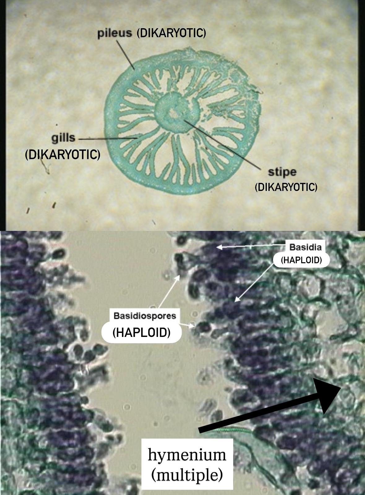 <p>Domain: Eukarya</p><p>Kingdom: Fungi</p><p>Clade: Basidiomycota</p>