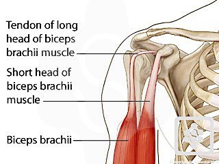 <p>Tendon of the long head of the biceps brachii muscle.</p>